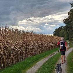 Auf langen Strecken, links Maisfelder und rechts tief unten fließt der Inn!