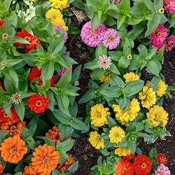 Zinnien!