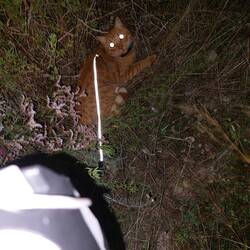 Am liebsten geht er in der Nacht Gassi