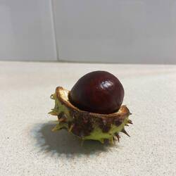 Acorn I thought was attacking me 🤪