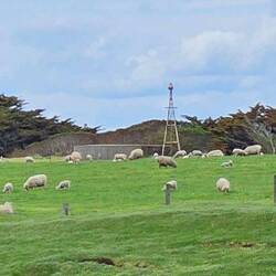 Sheep on a farm inland to the trail