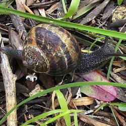 These land snails were all over the path.