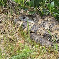 Remember that warning sign? This Tiger Snake was 2ft off the path!