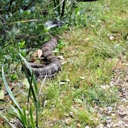 Uncurling and moving away from the path (thankfully!)