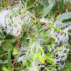 There are so many plants that we haven't seen before that are really unique (to us).