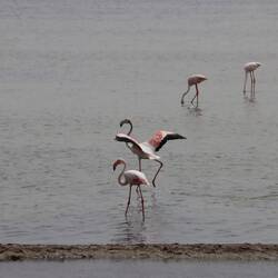 Flamingos in der Lagune