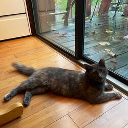 I wszędobylski kot (jeden z dwóch)