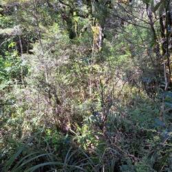 der Wald abseits des Weges ist so dicht !