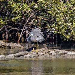 White-faced Heron