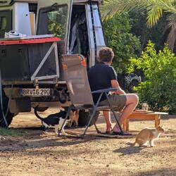 Sobald etwas zu essen auf dem Tisch steht sind die Katzen da
