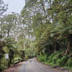 Our remaining drive to Apollo Bay was just as beautiful as the parks visited.