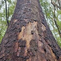 The Myrtle Beech tree can live up to 200 yrs and grow 30m high! They're huge!