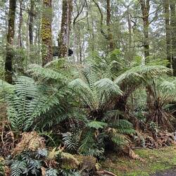 And the tree-ferns are also just huge.