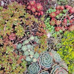 Beautiful flowers in front of the restaurant.