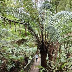 The tree-ferns are enormous -- and they are a dominant citizen in this beautiful forest of green.