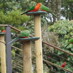 There were dozens of beautiful King Parrots that you could watch during your meal.