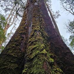 It's really difficult to capture the height of these trees with a picture.