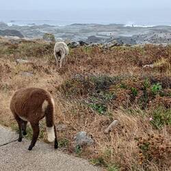 Wait, I had no idea that sheep actually have long tails, but it has become the standard to dock them