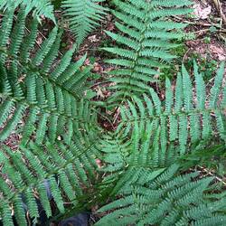 Ferns and feet