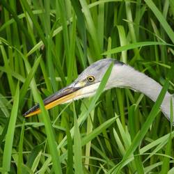 The local heron