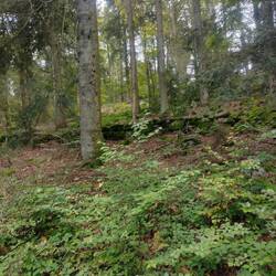 Mauer am Kälberbuckel