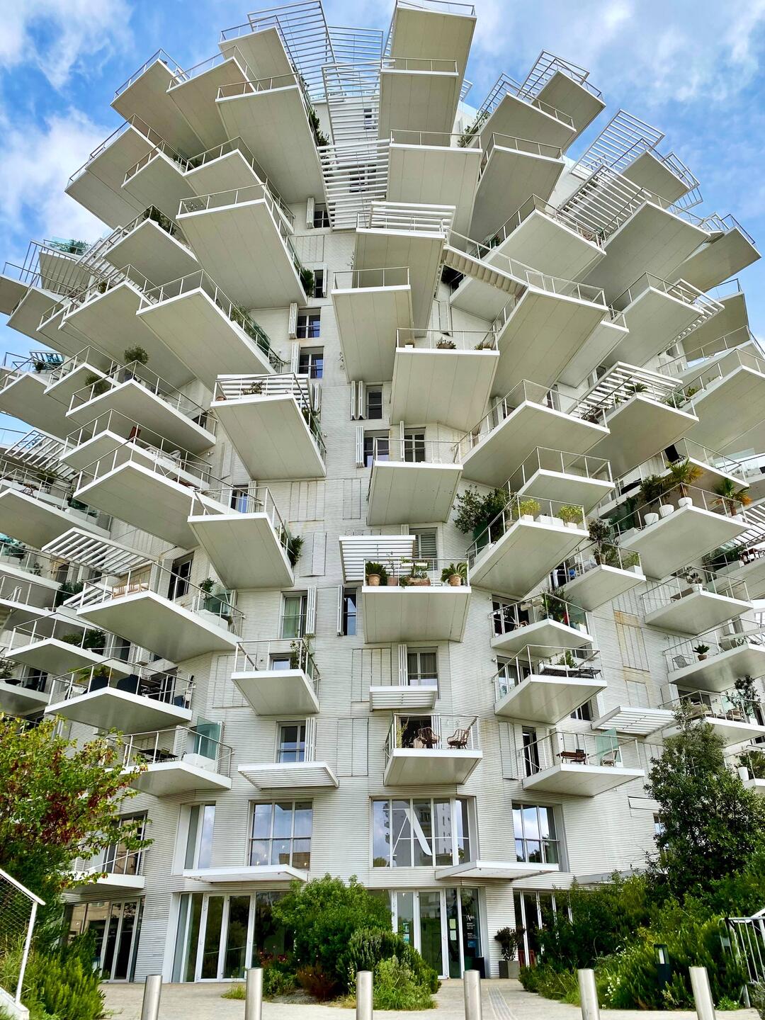 der weiße Baum von Montpellier