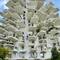 der weiße Baum von Montpellier
