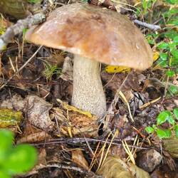 Buchstabe 8 Kästchen 5. Bei Bestimmungsproblemen bitte Text lesen 😉.