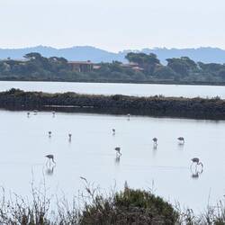 Flamingos auf Nahrungssuche