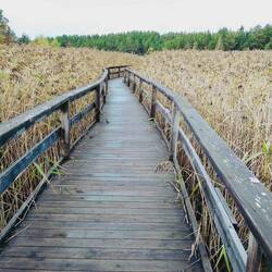 Weg durchs Schilf