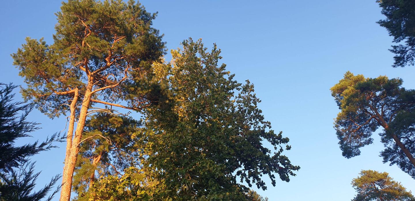 Blick in den klaren Himmel