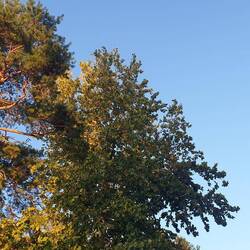 Blick in den klaren Himmel