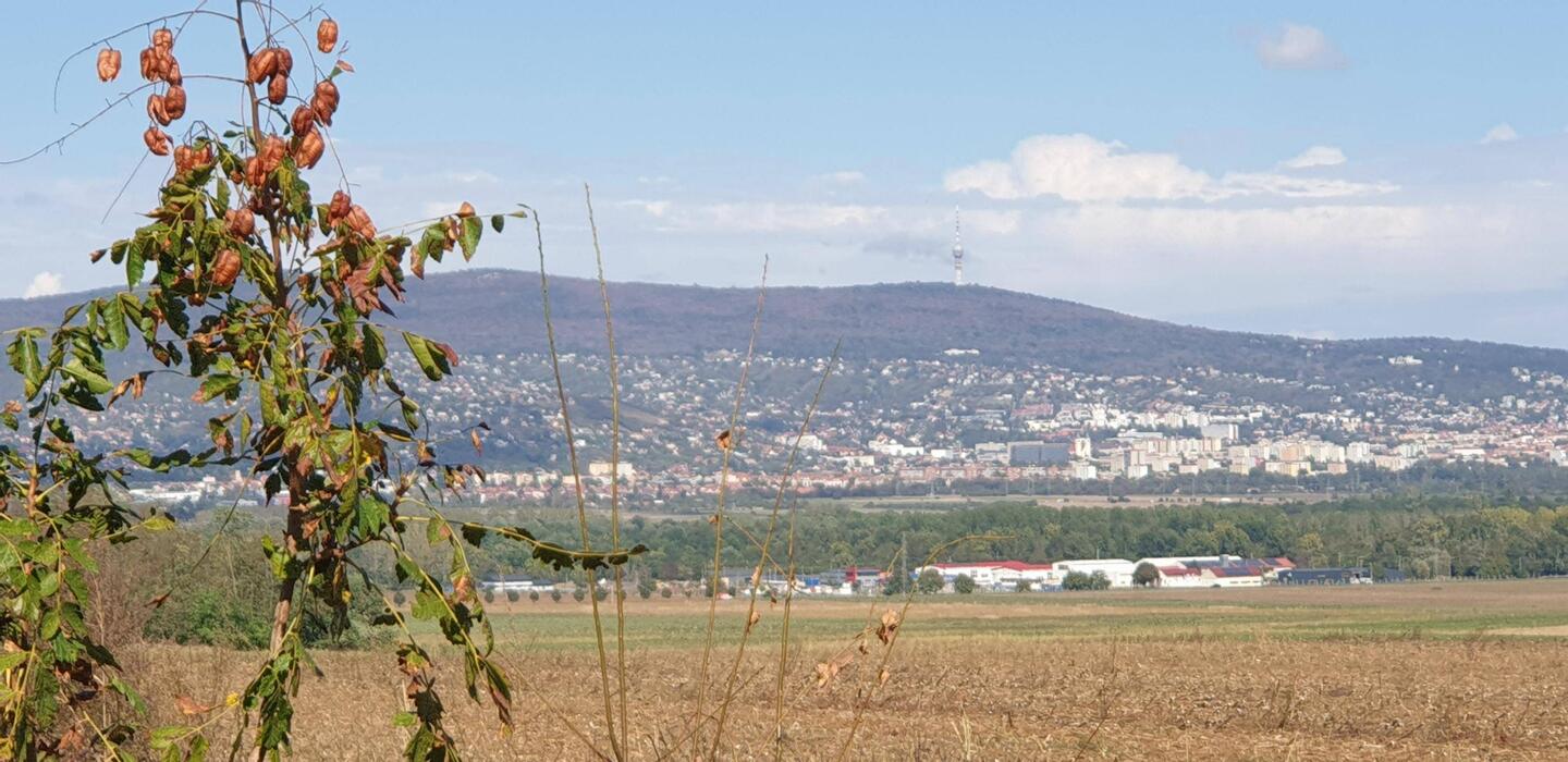 Der Fernsehturm hinter Pécs