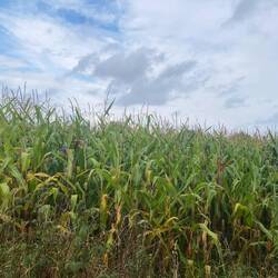 Kurz vor der Ernte und dem Ziel.