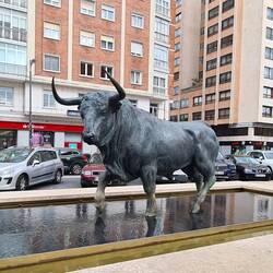 They do like a bull in Spain.