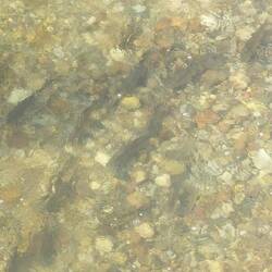 ...und sehen von der Brücke, jede Menge Fische!