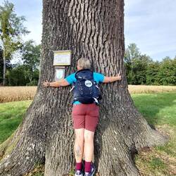 Stieleiche mit 5,70 m Umfang!