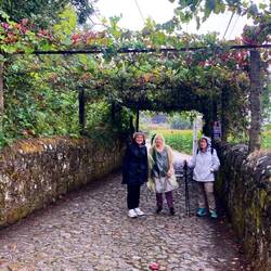 Grape arbor,