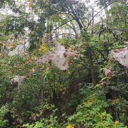 Pajęczyny gigantyczne - czasem oplatają większość gałęzi drzewa!