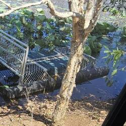 Croc trap to control the population