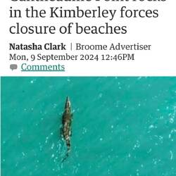 Newspaper add indicating sighting of the crocs