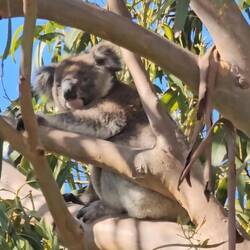 Koala hanging out