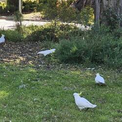 Will not see this in the US