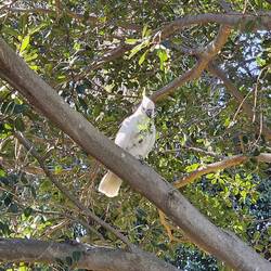 Eating the branches again