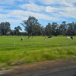 Driving in AU is similar to Wisconsin: wineries, cows, sheep & beautiful countryside.