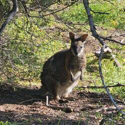 Our last kangaroo sighting on Kangaroo Island
