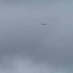 Unser erster Kondor - super selten auf dem Trek zu sehen