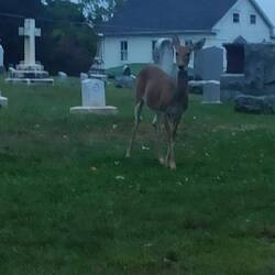 Jak wiadomo trawa na cmentarzu jest najsmaczniejsza