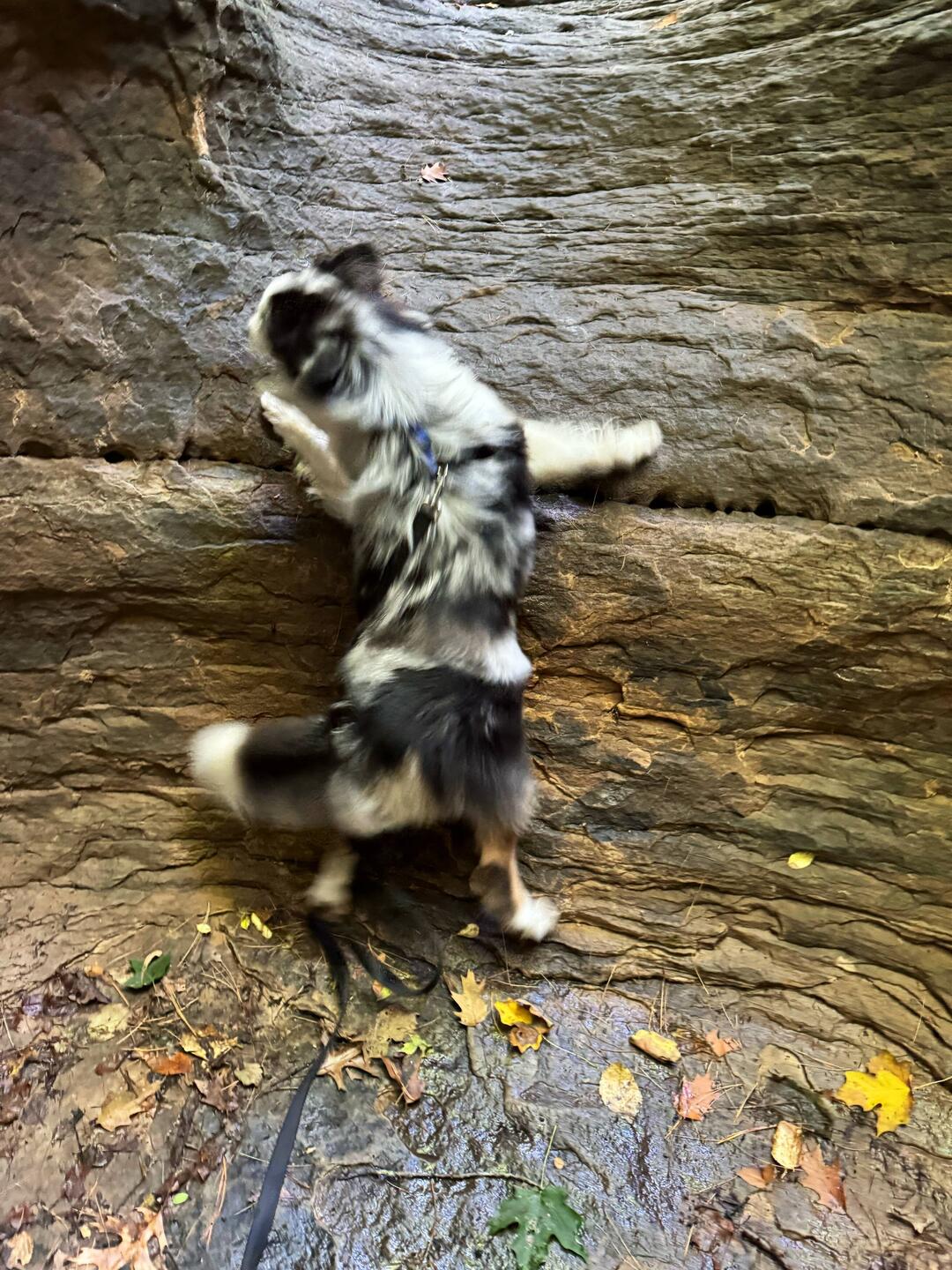 Pic of the day! Moki's a rock climber 🤣