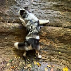 Pic of the day! Moki's a rock climber 🤣
